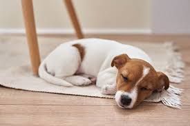 How Much Do Dogs Sleep in a Day?